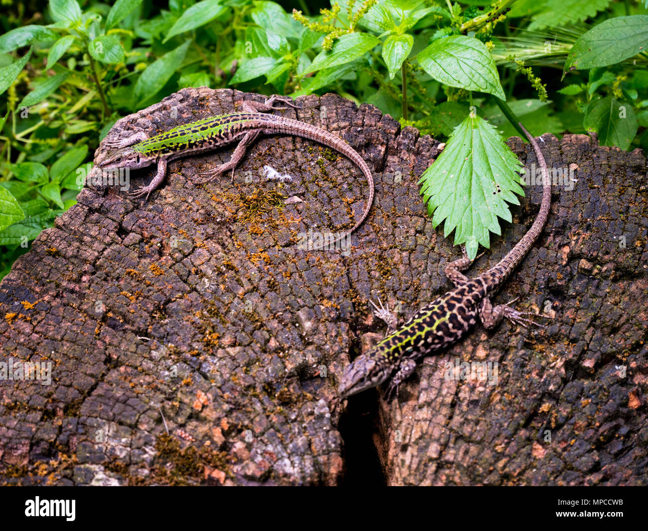 Lizard In Rome lizard on a tree trunk sunbathing Rome Stock Photo - Alamy