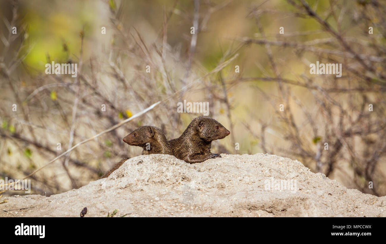Common dwarf mongoose in Kruger national park, South Africa ; Specie ...