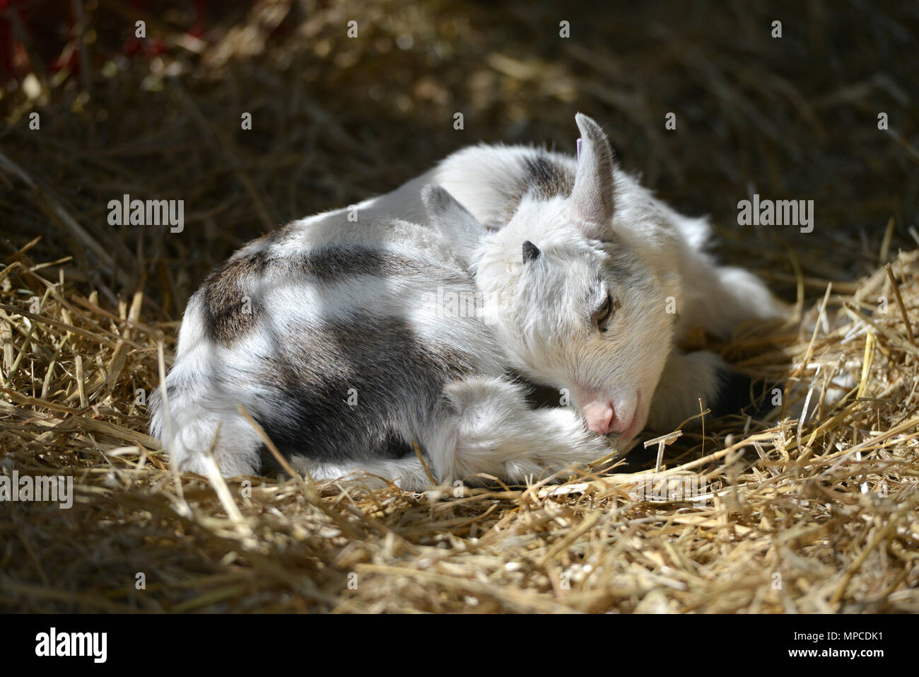 Miniature goat kid, sleeping in straw Stock Photo Alamy