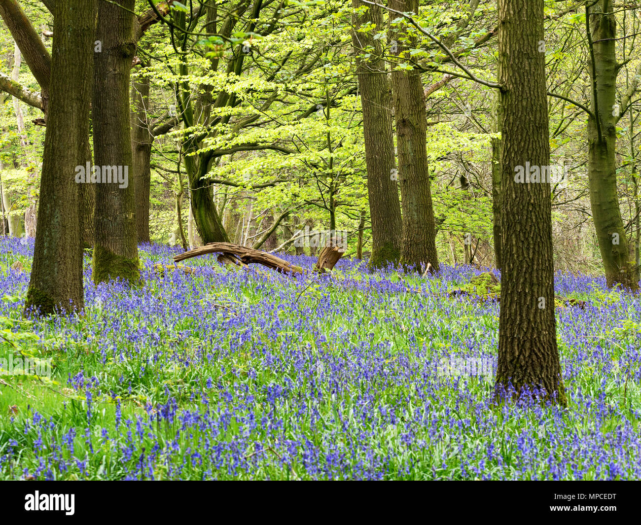 Hollybank lane hires stock photography and images Alamy