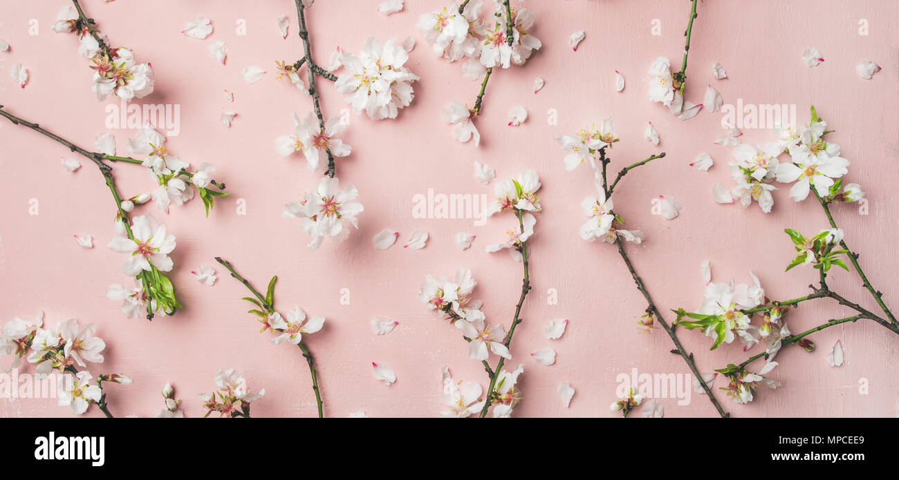Spring almond blossom flowers over light pink background, wide composition Stock Photo