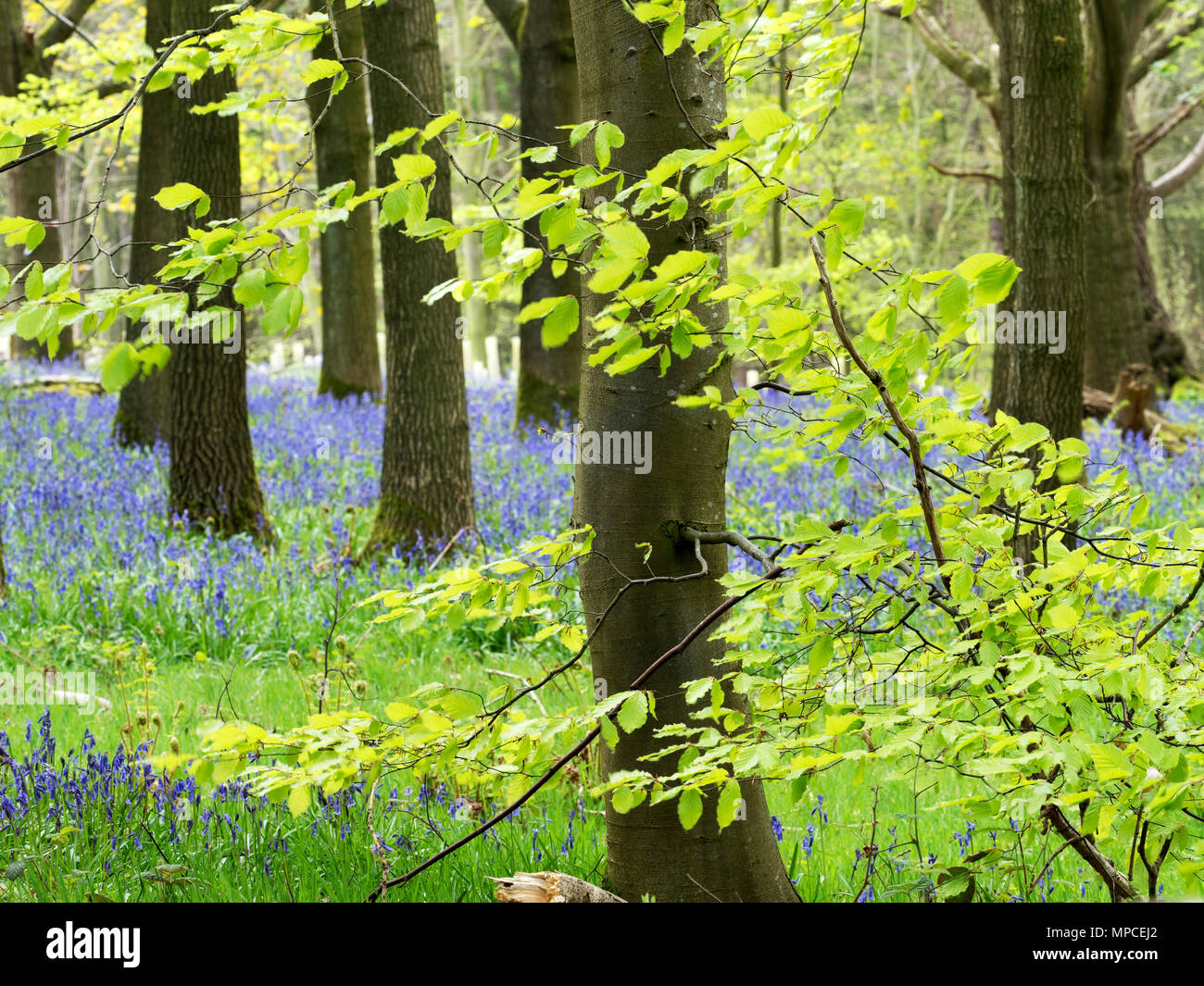 Spring Foliage and Bluebells in Hollybank Wood from Hollybank Lane on