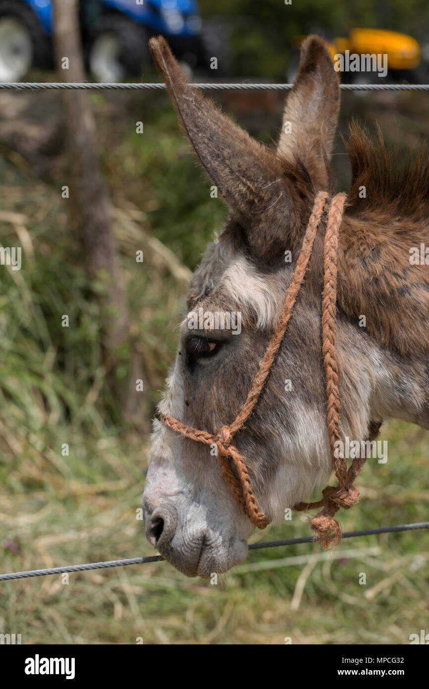 Portrait of a donkey Stock Photo - Alamy