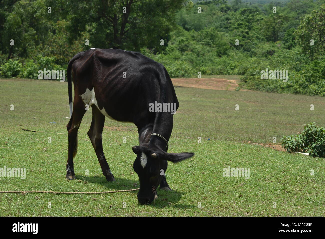 black Indian cow grazing in field Stock Photo - Alamy