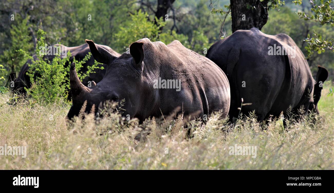 African Rhino Stock Photo