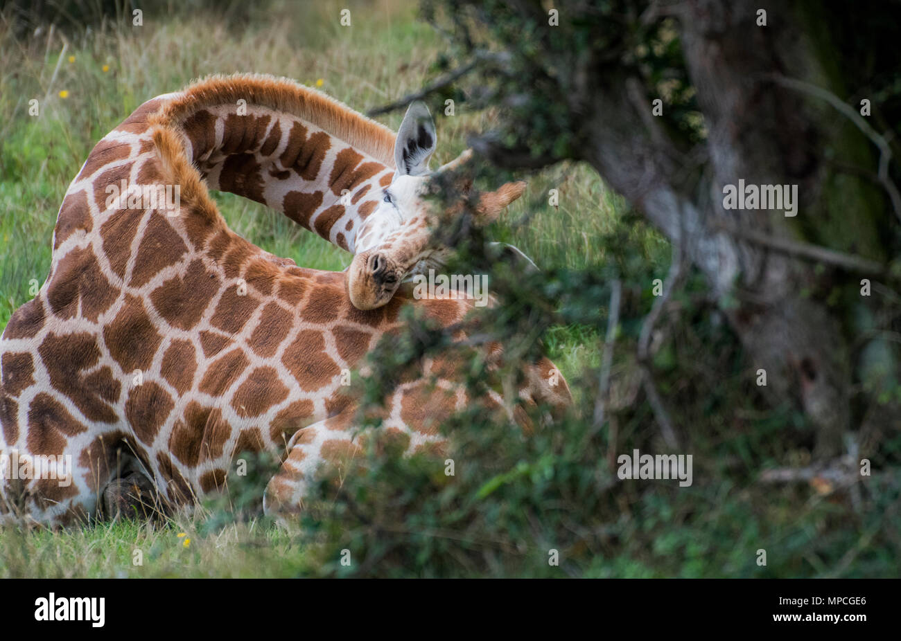 a rare moment catching a wild giraffe asleep Stock Photo