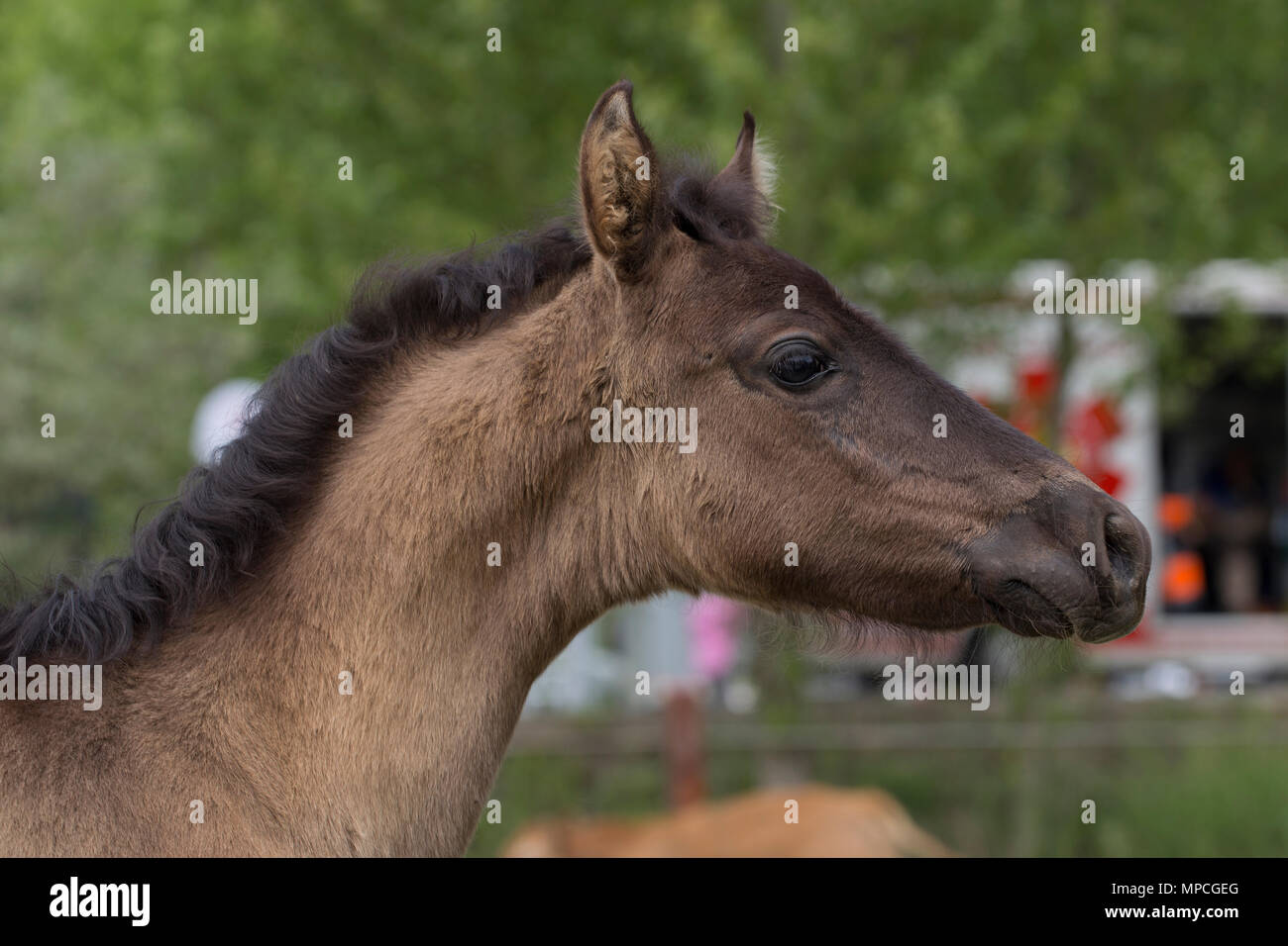 Bay or chestnut foal Stock Photo