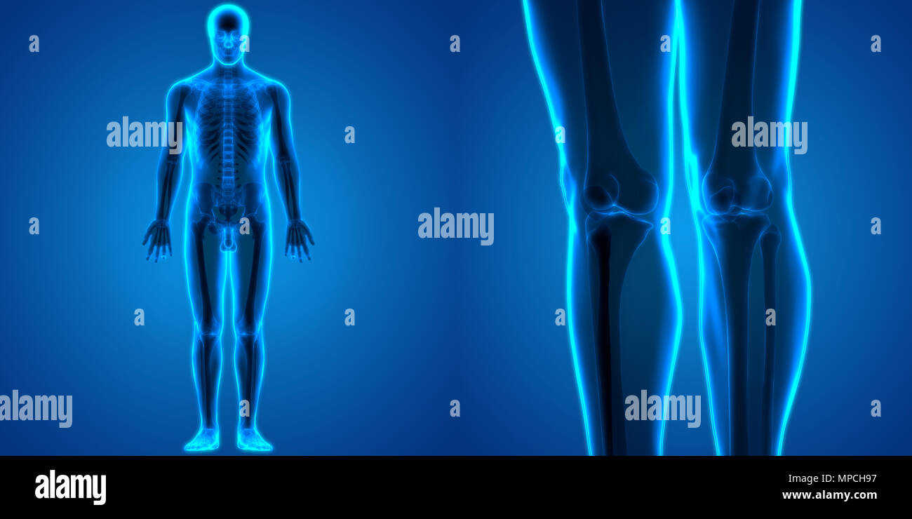 Human Body Bone Joint Pains Knee Joint Anatomy Stock Photo - Alamy