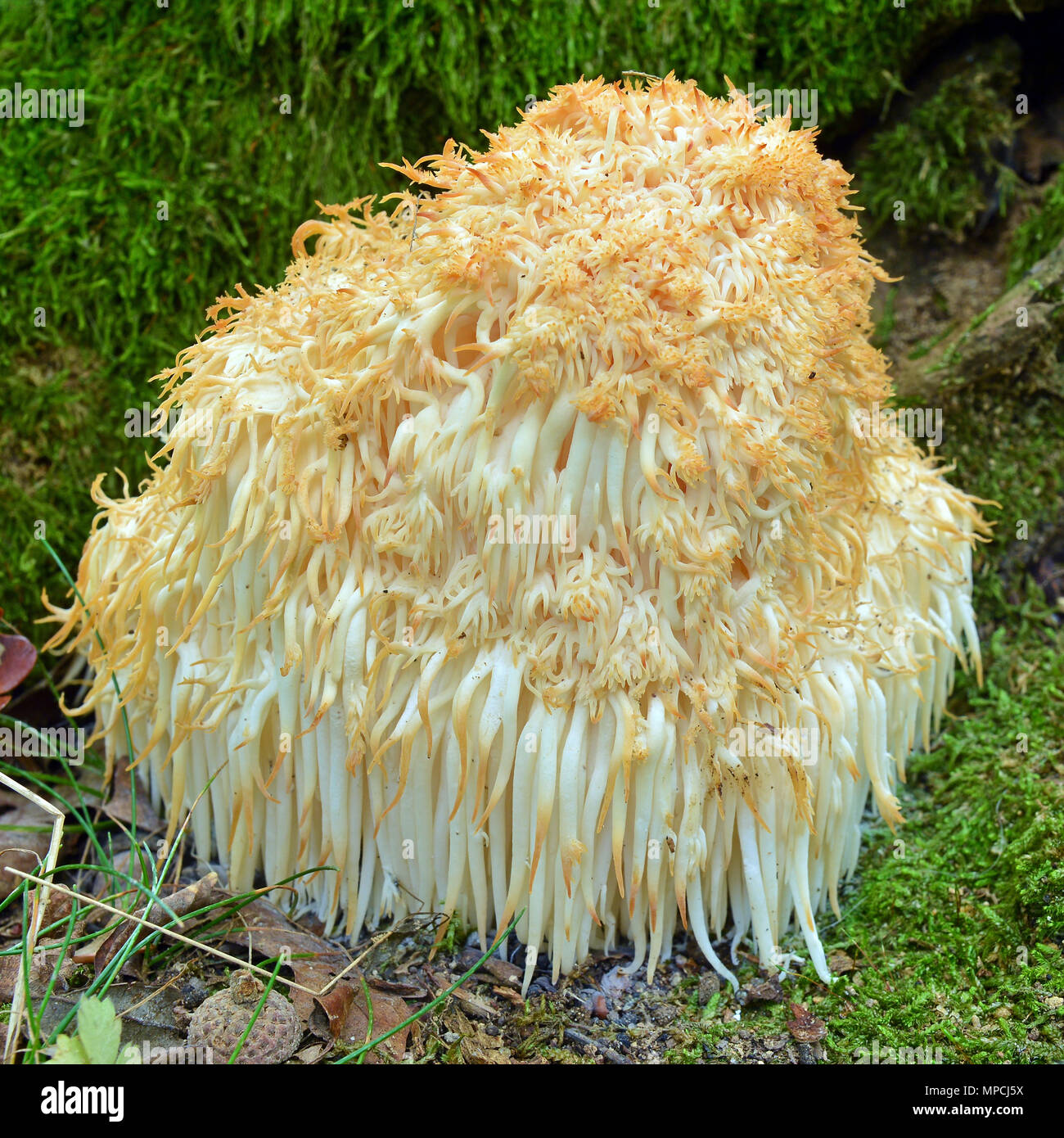 Hericium erinaceus fungus known as the lion's mane or bearded hedgehog mushroom Stock Photo