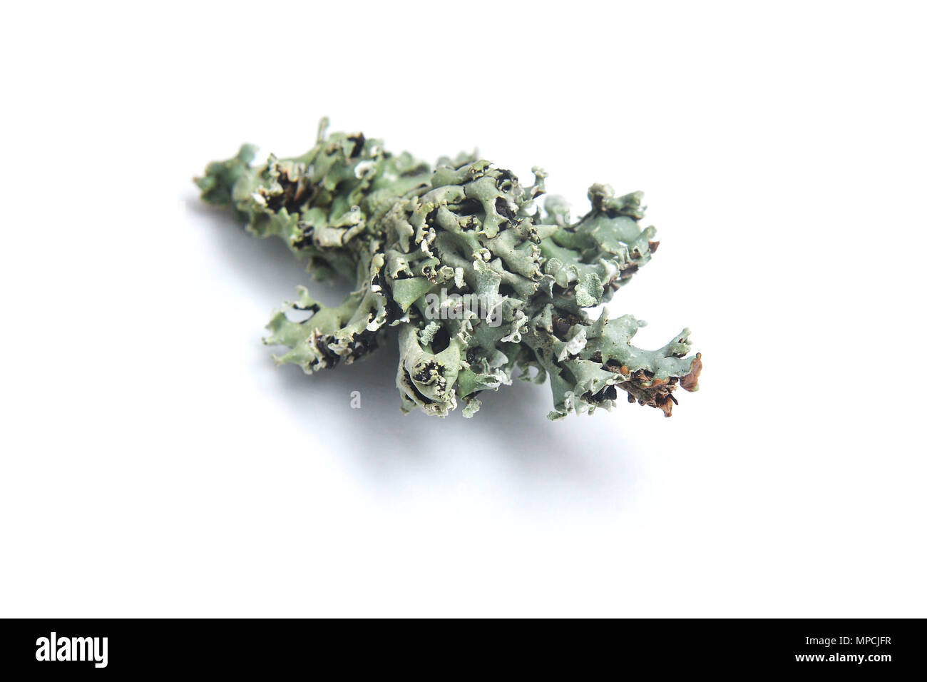 lichen isolated on white background Stock Photo