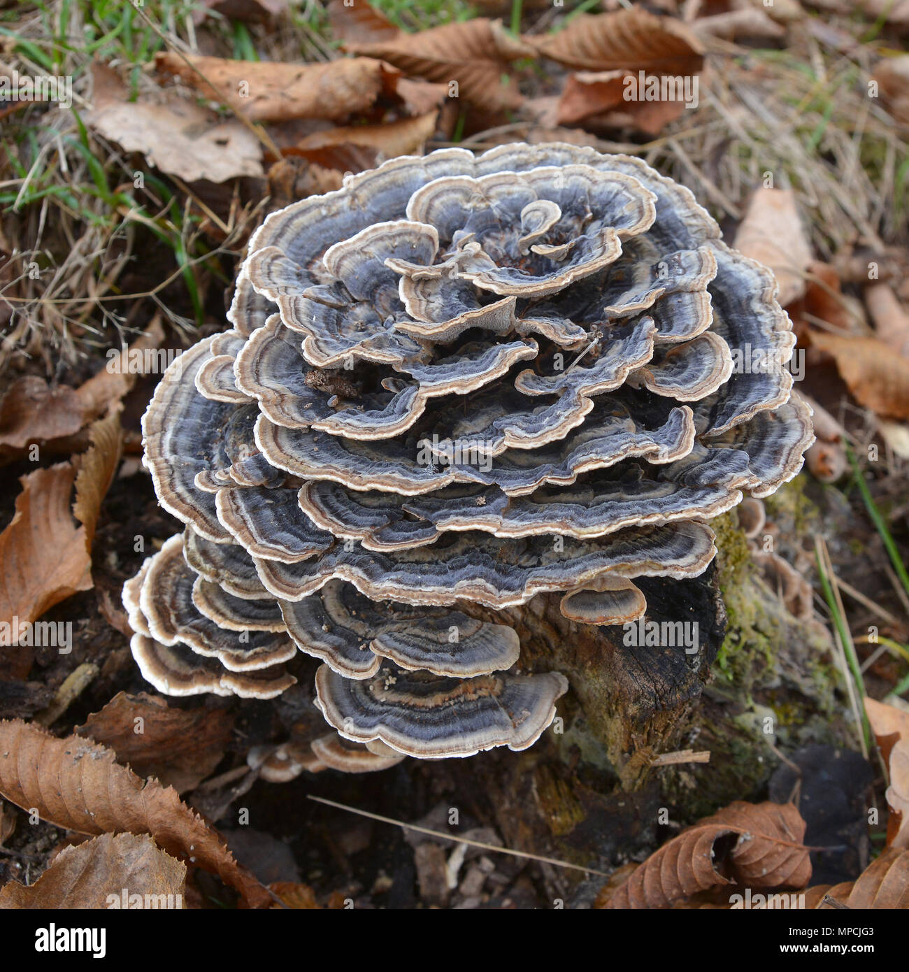 trametes versicolor, also known as coriolus versicolor and polyporus versicolor mushroom Stock Photo