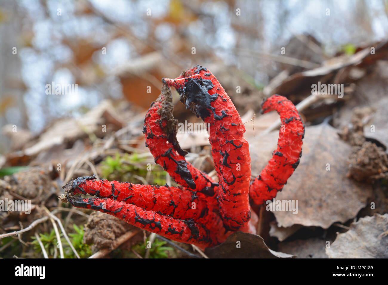 Octopus stinkhorn hi-res stock photography and images - Alamy