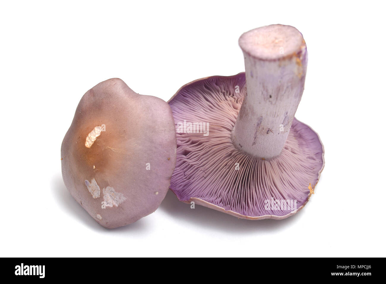 lepista nuda mushroom isolated on white Stock Photo