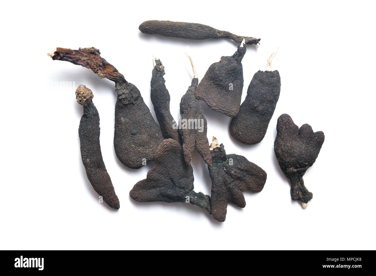 xylaria polymorpha fungus, also known as dead man's fingers Stock Photo