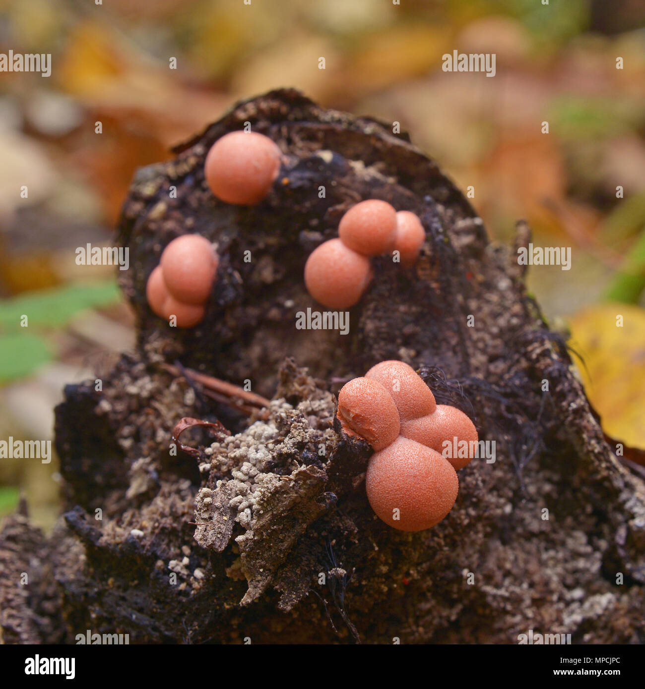 Lycogala epidendrum slime mold, commonly known as wolf's milk Stock Photo