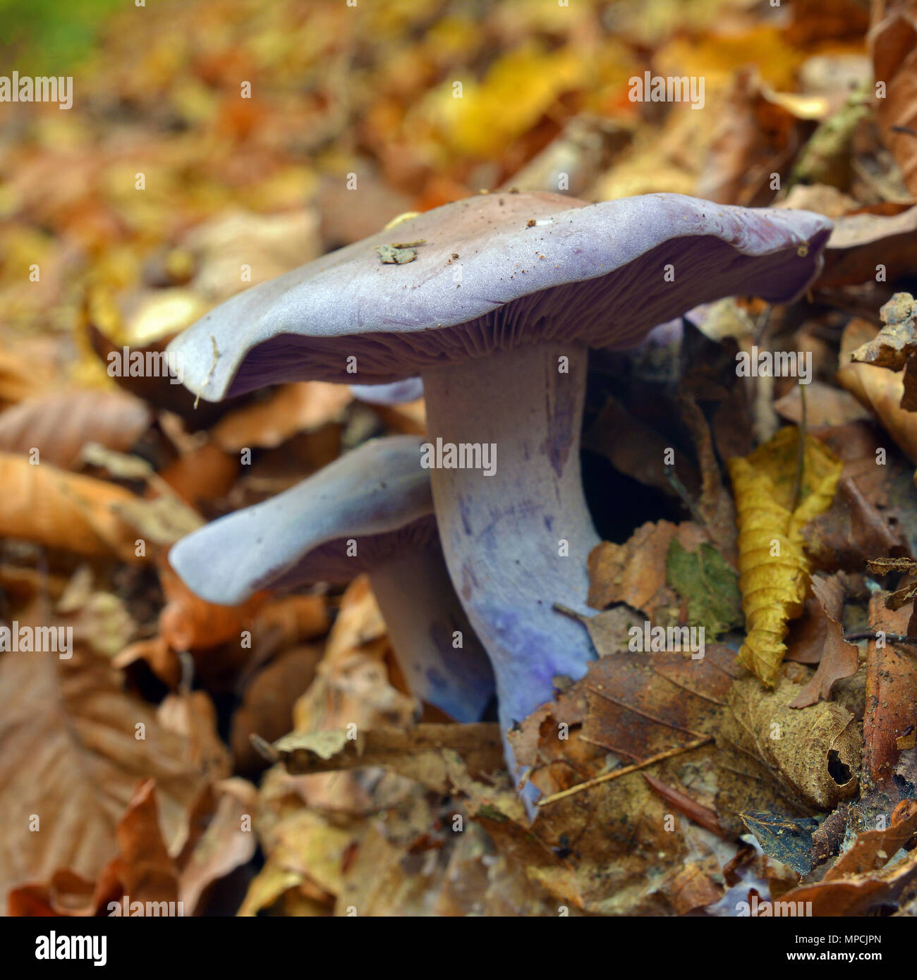 lepista nuda mushrooms in the forest Stock Photo