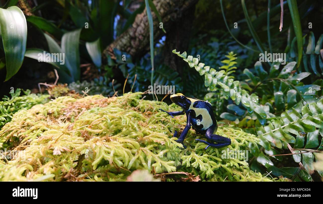 Dyeing dart frog Stock Photo