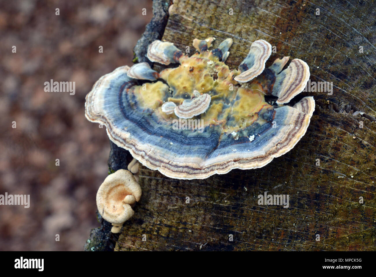 trametes versicolor mushroom, commonly the turkey tail Stock Photo