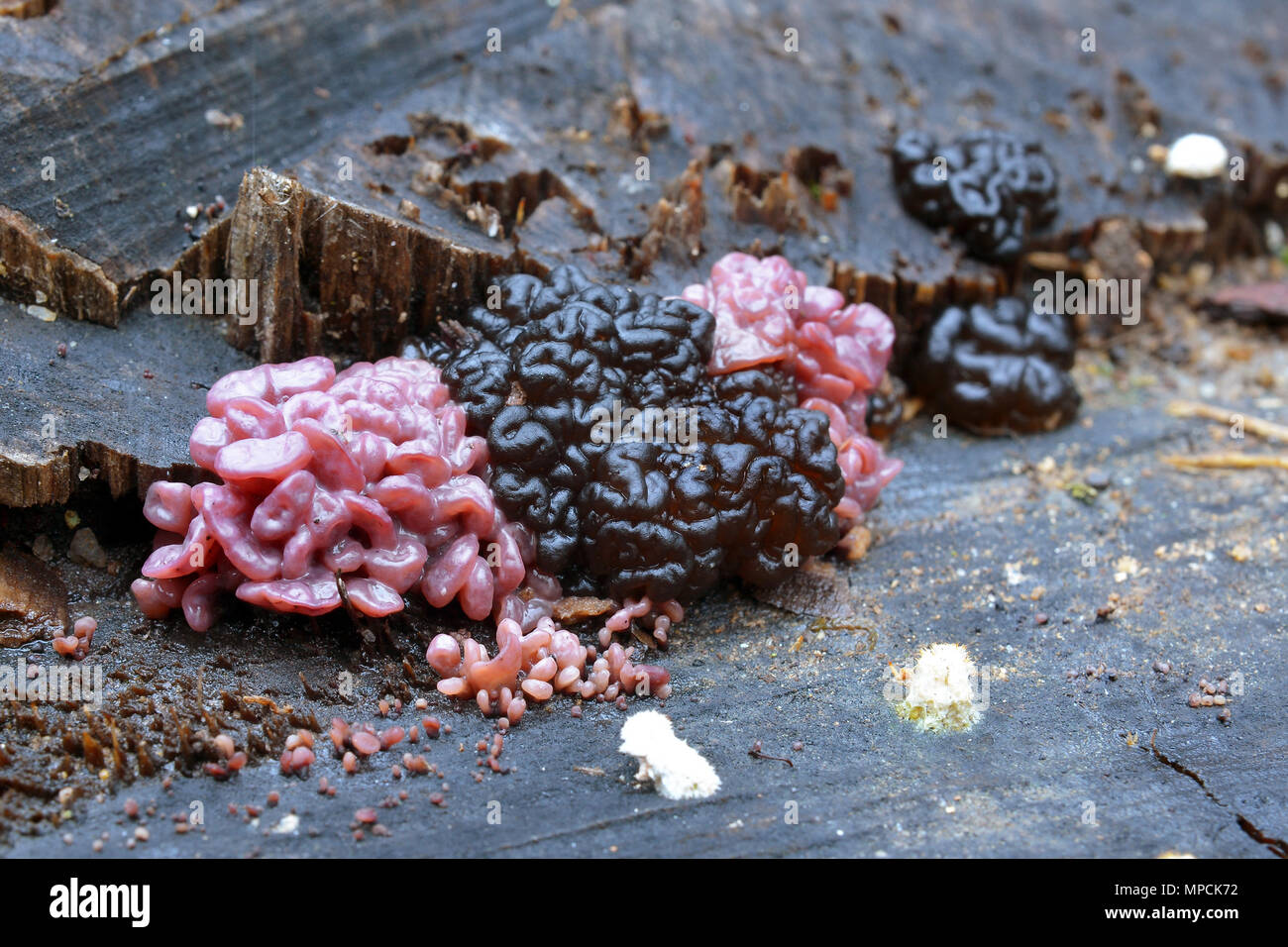 ascotremella faginea and exidia glandulosa fungus Stock Photo