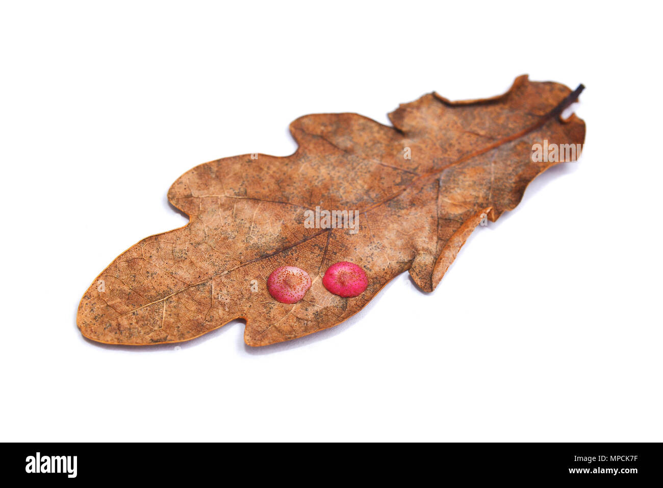 neuroterus quercusbaccarum gall parasite on oak leaf, spangle gall Stock Photo