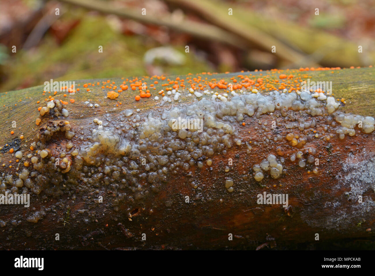 myxarium nucleatum (crystal brain, granular jelly roll) and dacrymyces stillatus fungus on wood Stock Photo