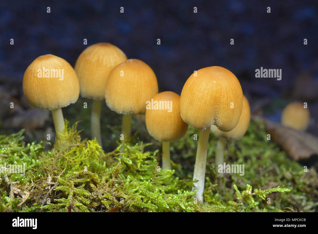 coprinellus saccharinus mushrooms in the wild Stock Photo