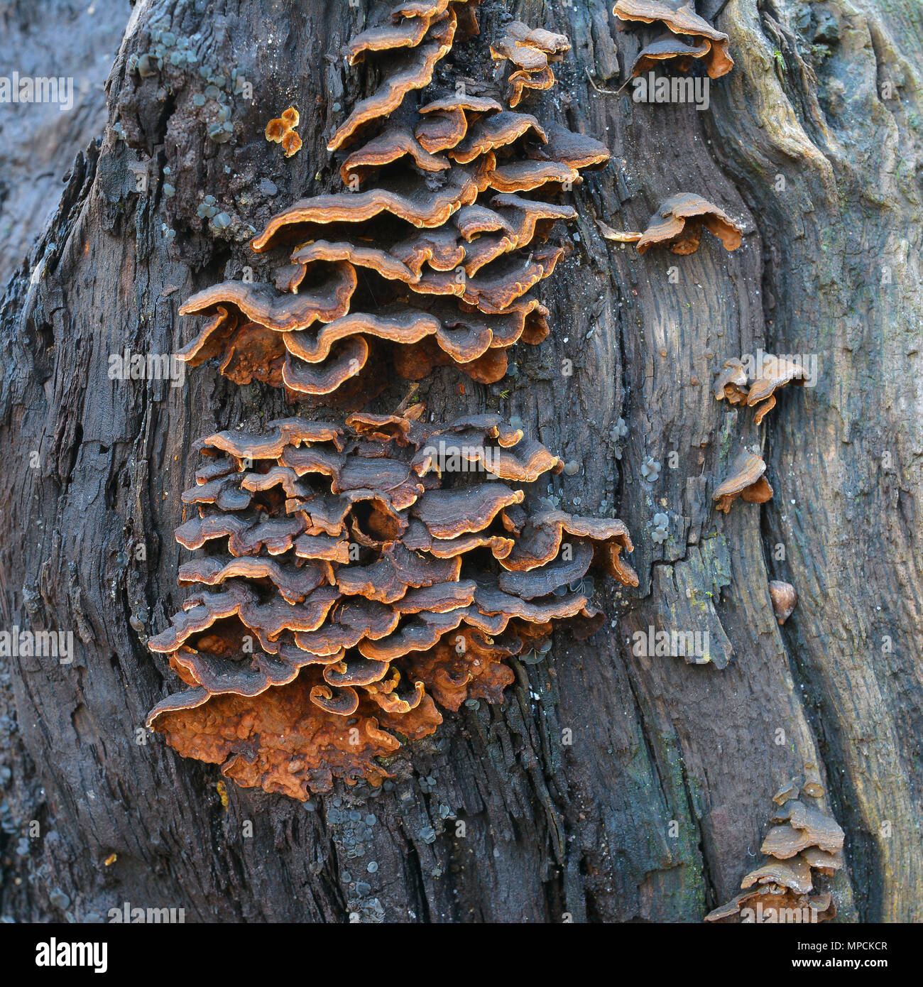 Hymenochaete rubiginosa, also known as Oak Curtain Crust Stock Photo