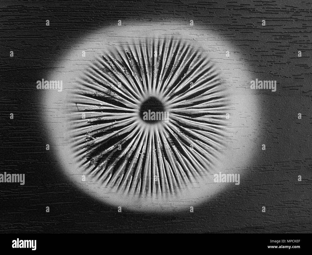 mushroom spore print on black background Stock Photo