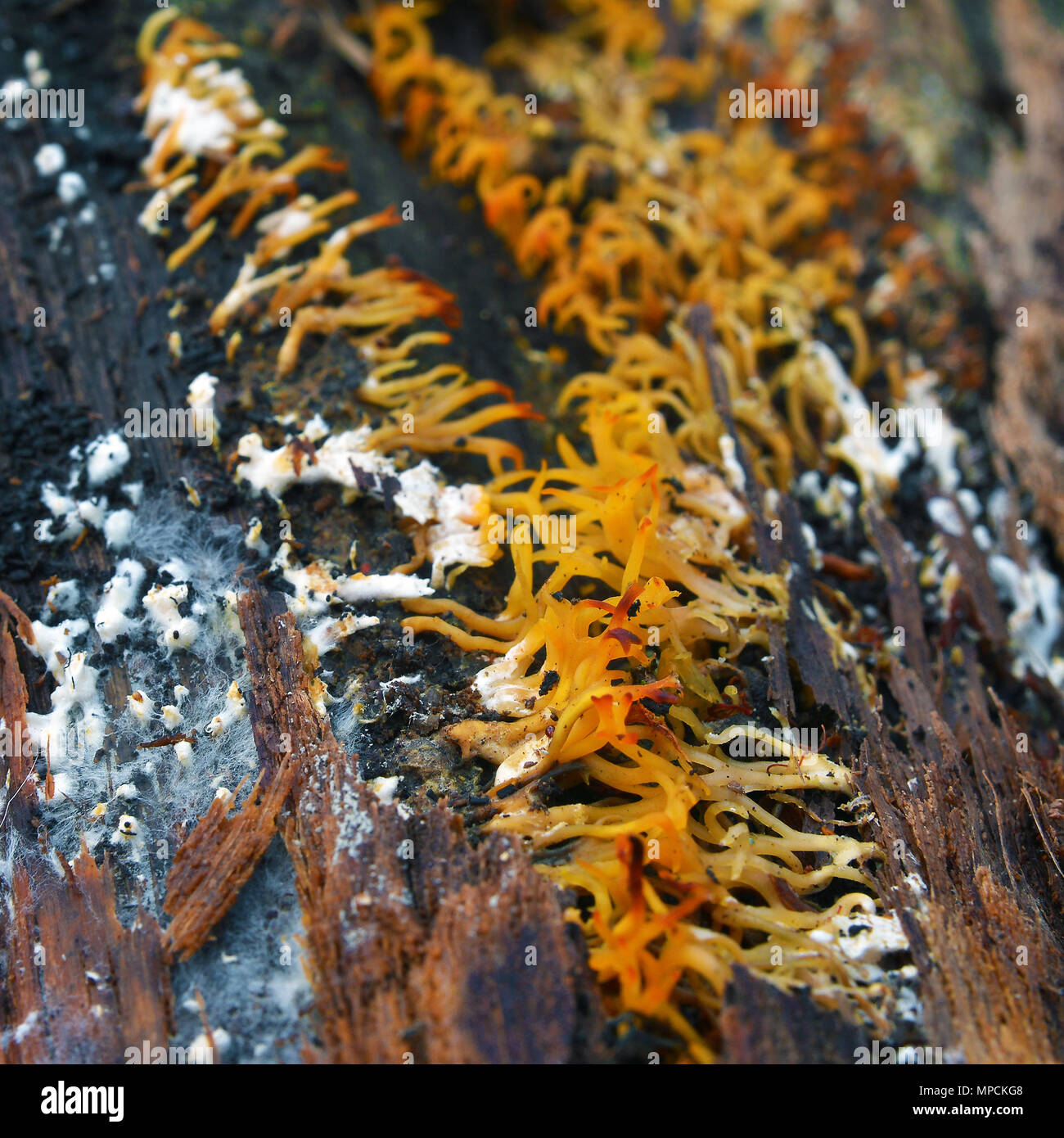 calocera furcata fungus on rotten tree Stock Photo - Alamy
