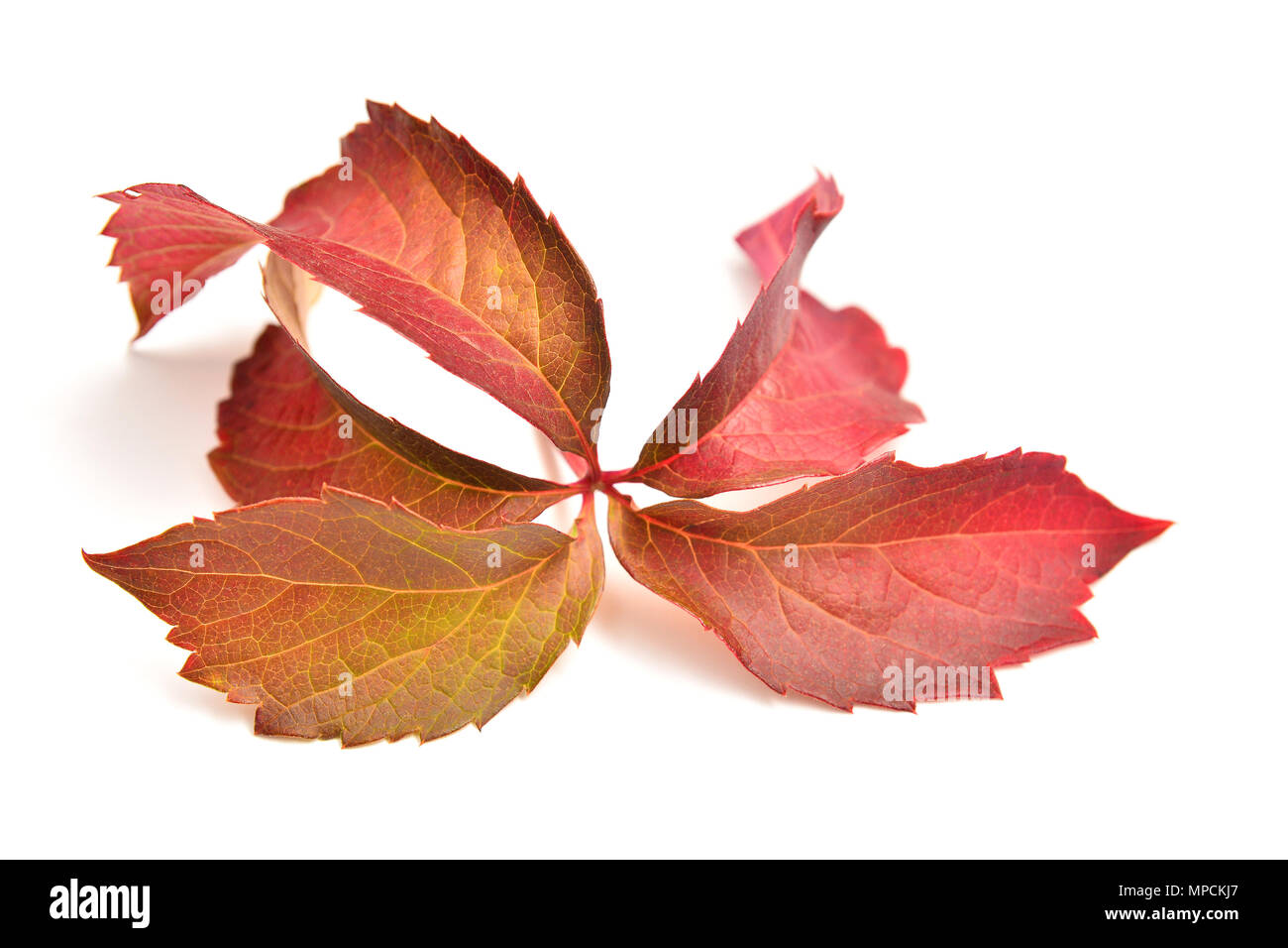 Parthenocissus inserta plant over white background, thicket creeper and  or grape woodbine Stock Photo