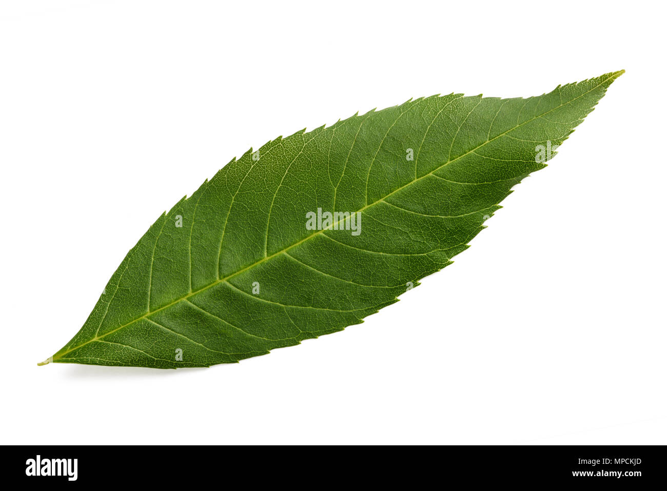 Green ash leaf isolated on white Stock Photo