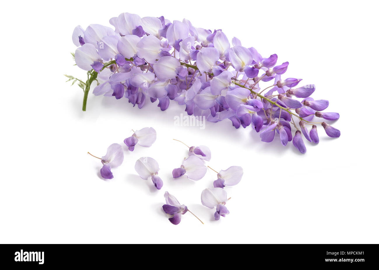 Wisteria Cut Out Stock Images & Pictures - Alamy