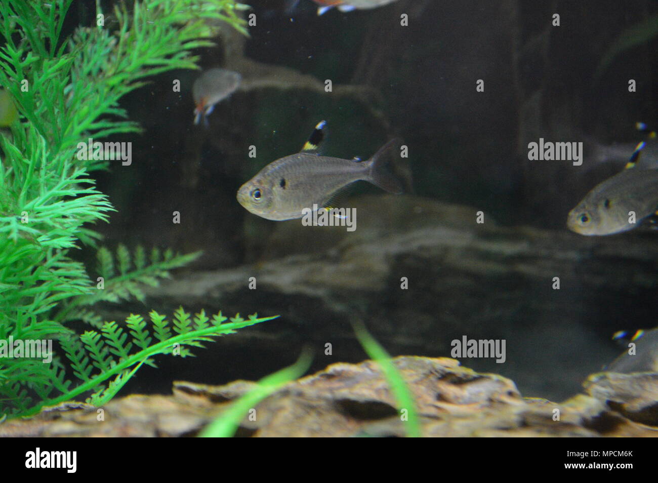 X-ray Tetra (Pristella Maxillaris) taken in my aquarium Stock Photo