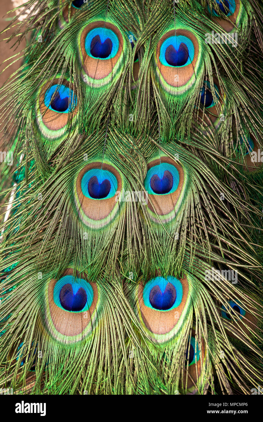 Europe, Germany,feathers of a male peacock, common peafowl (lat. Pavo cristatus) displaying tail, at the Forstbotanischer Garten, an arboretum and woo Stock Photo