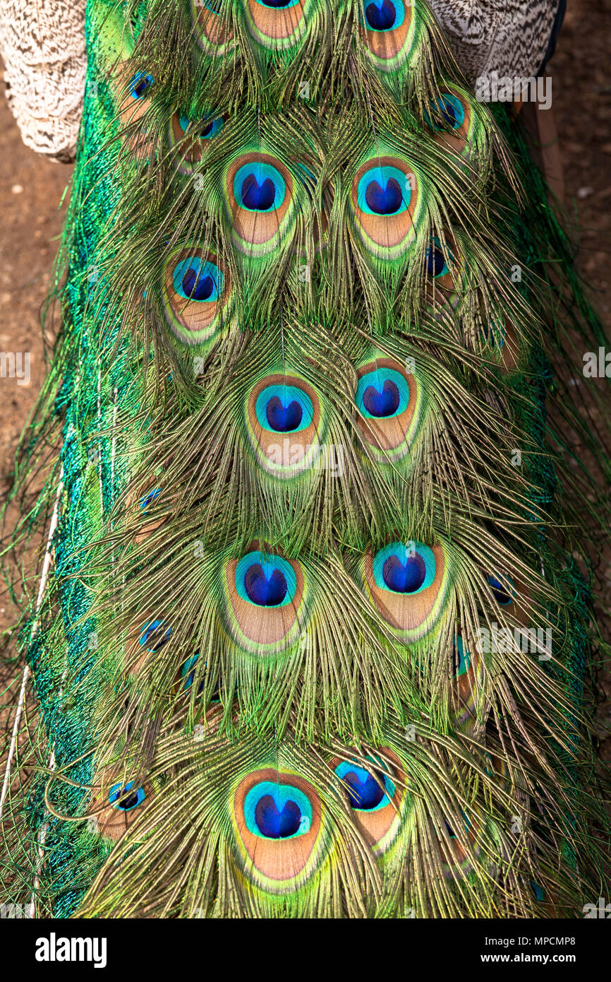 Europe, Germany,feathers of a male peacock, common peafowl (lat. Pavo cristatus) displaying tail, at the Forstbotanischer Garten, an arboretum and woo Stock Photo