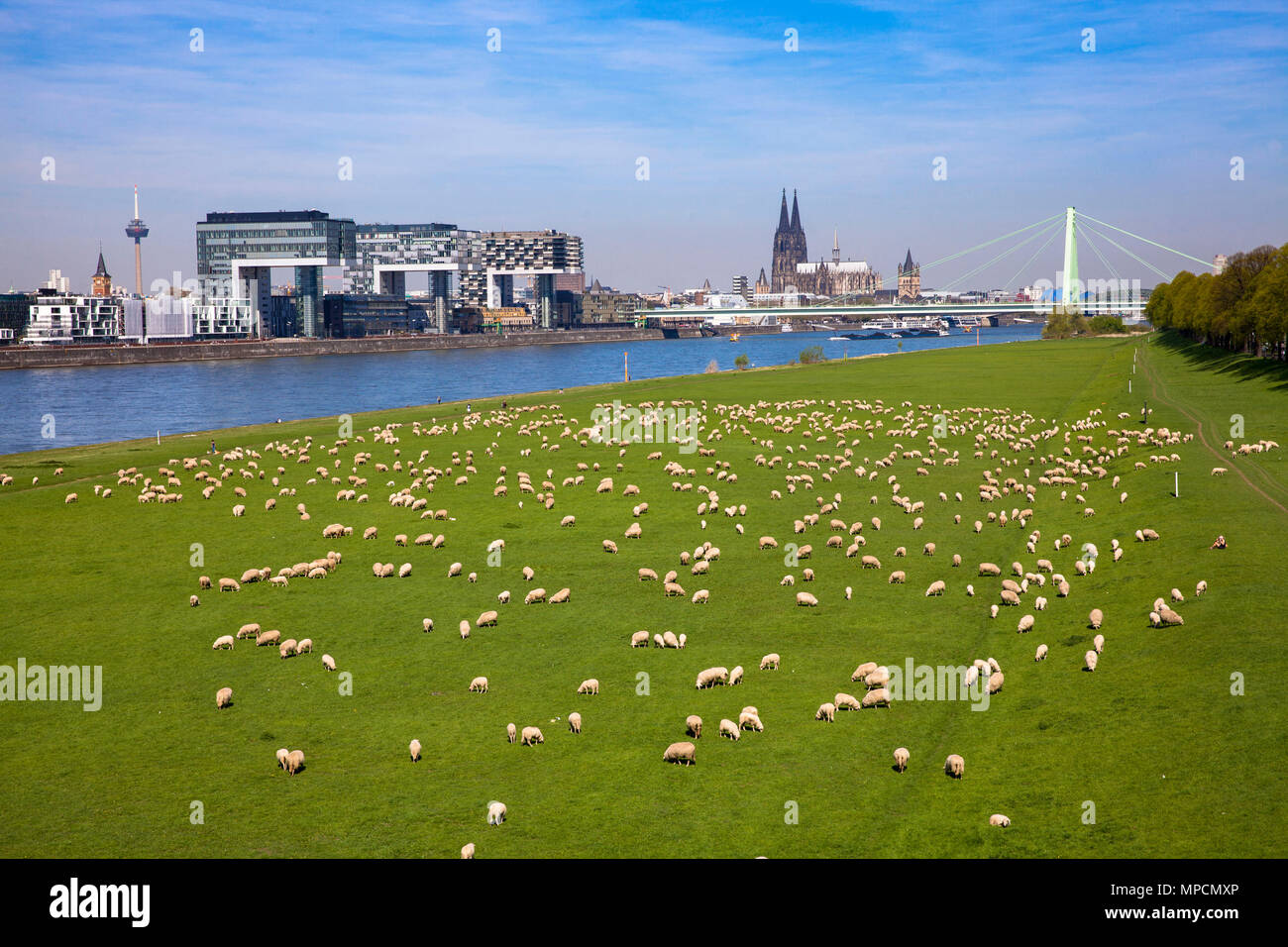 Germany, Cologne, sheep on the river Rhine meadows in the district Deutz, the Crane Houses in the Rheinau harbor, in the background the cathedral.  De Stock Photo