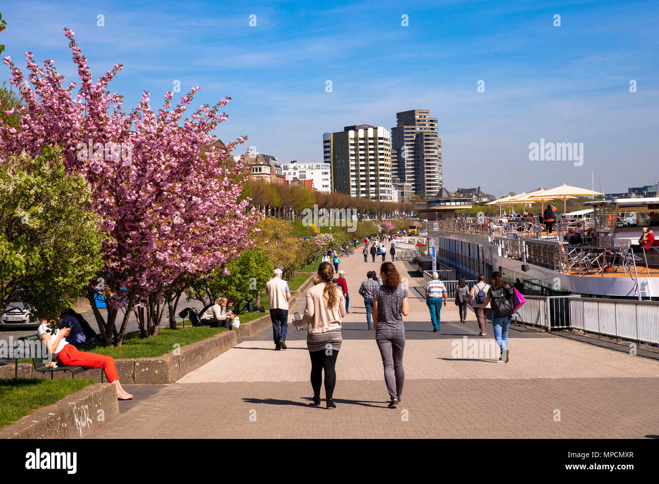 Germany, Cologne, flourishing cherry trees at the banks of the river Rhine in the district Altstadt-Nord.  Deutschland, Koeln, bluehende Kirschbaeume  Stock Photo