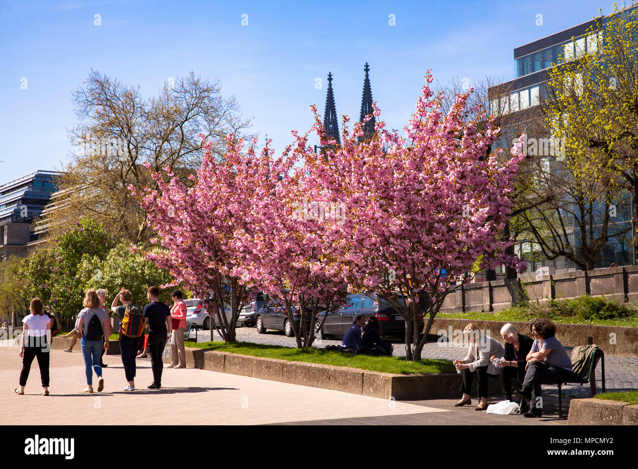 Germany, Cologne, flourishing cherry trees at the banks of the river Rhine in the district Altstadt-Nord, steeples of the cathedral.  Deutschland, Koe Stock Photo