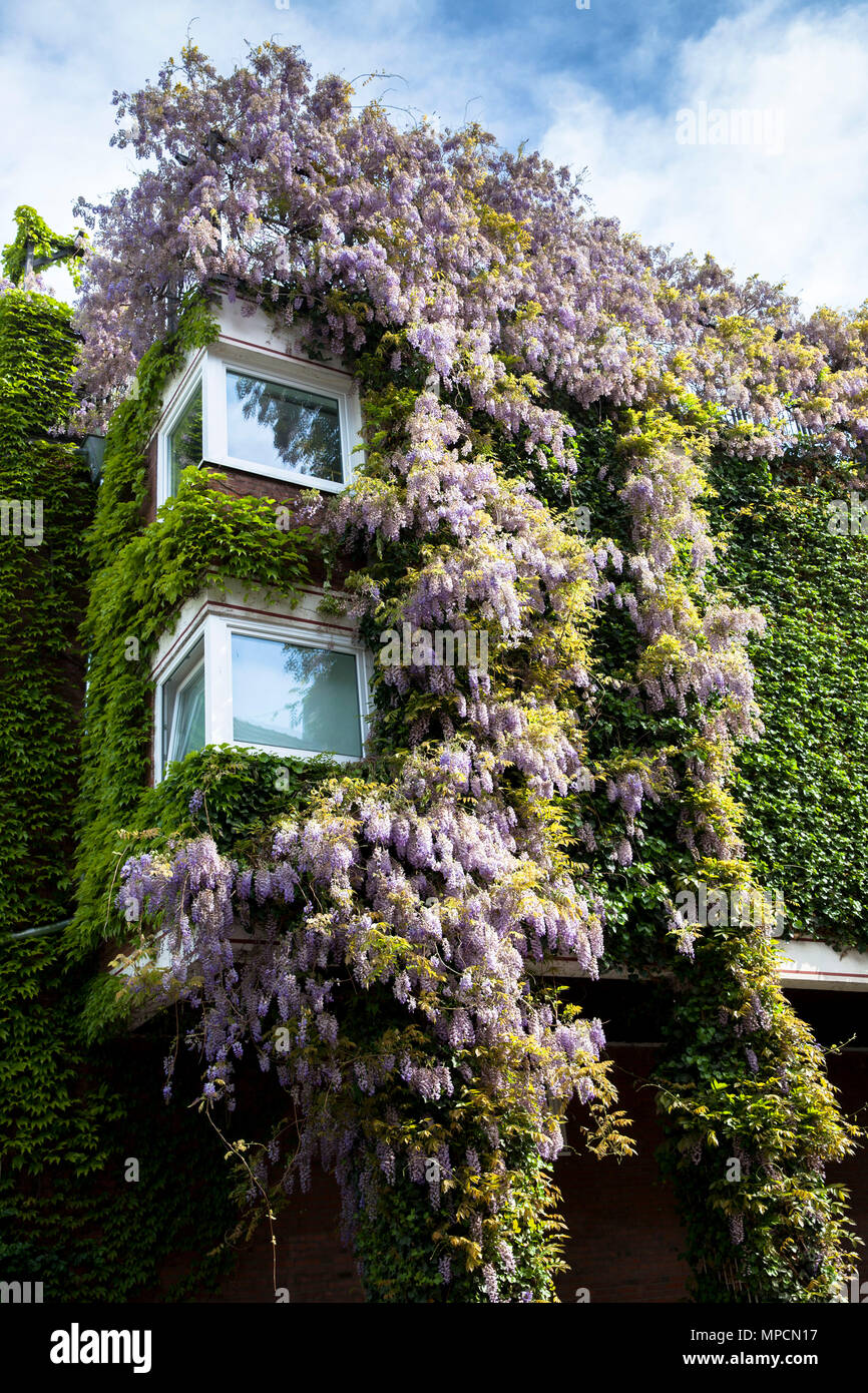 Germany, Cologne, with plants covered house in the street Grosse Witschgasse, facade greening, wisteria.  Deutschland, Koeln, begruentes Haus in der S Stock Photo