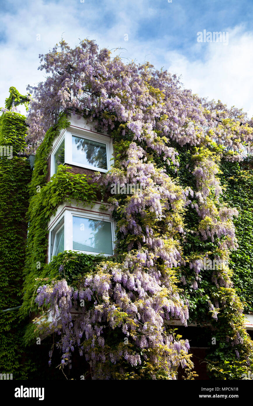 Germany, Cologne, with plants covered house in the street Grosse Witschgasse, facade greening, wisteria.  Deutschland, Koeln, begruentes Haus in der S Stock Photo