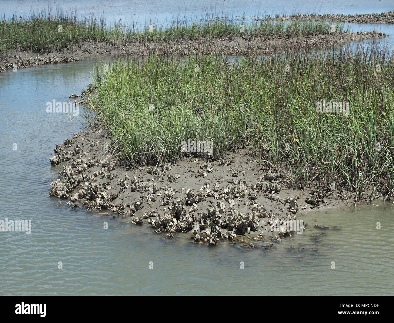 Oyster beds in the Matanzas River estuary, St. Augustine, Florida, USA, 2018, © Katharine Andriotis Stock Photo