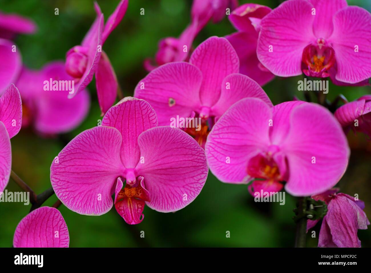 Beautiful orchid flower in tropical garden Stock Photo