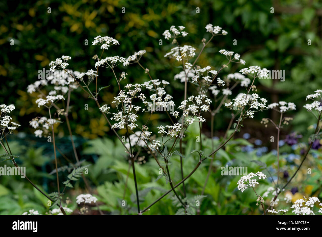 Anthriscus sylvestris  Ravenswing, apiaceae. Cow parsley, white flowers. Stock Photo