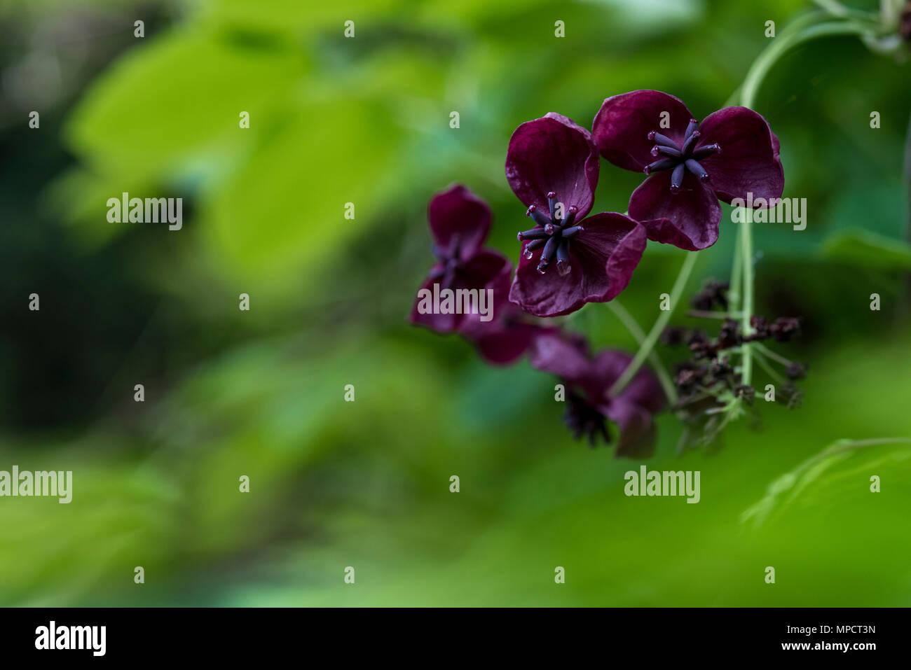 Fingerblaettrige High Resolution Stock Photography and Images - Alamy