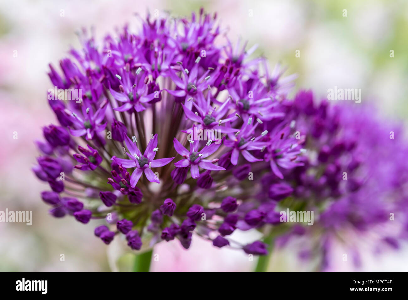 .Allium hollandicum purple . Dutch garlic. Stock Photo
