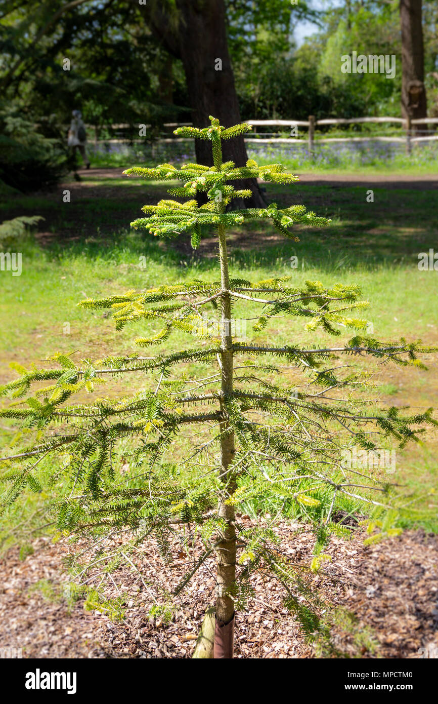 A young Sicilian Fir plant (abies nebrodensis).  It is an extremely rare evergreen coniferous tree that is classed as critically endangered. Stock Photo