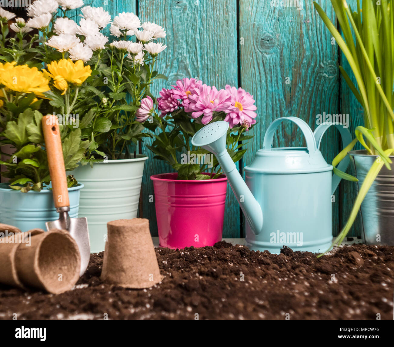 Photo of colorful chrysanthemums in pots near wooden fence Stock Photo