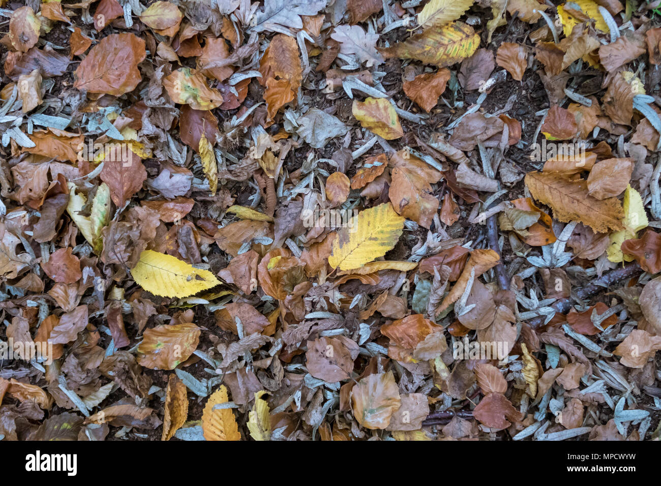 Carpet of fallen autumn leaves hi-res stock photography and images - Alamy