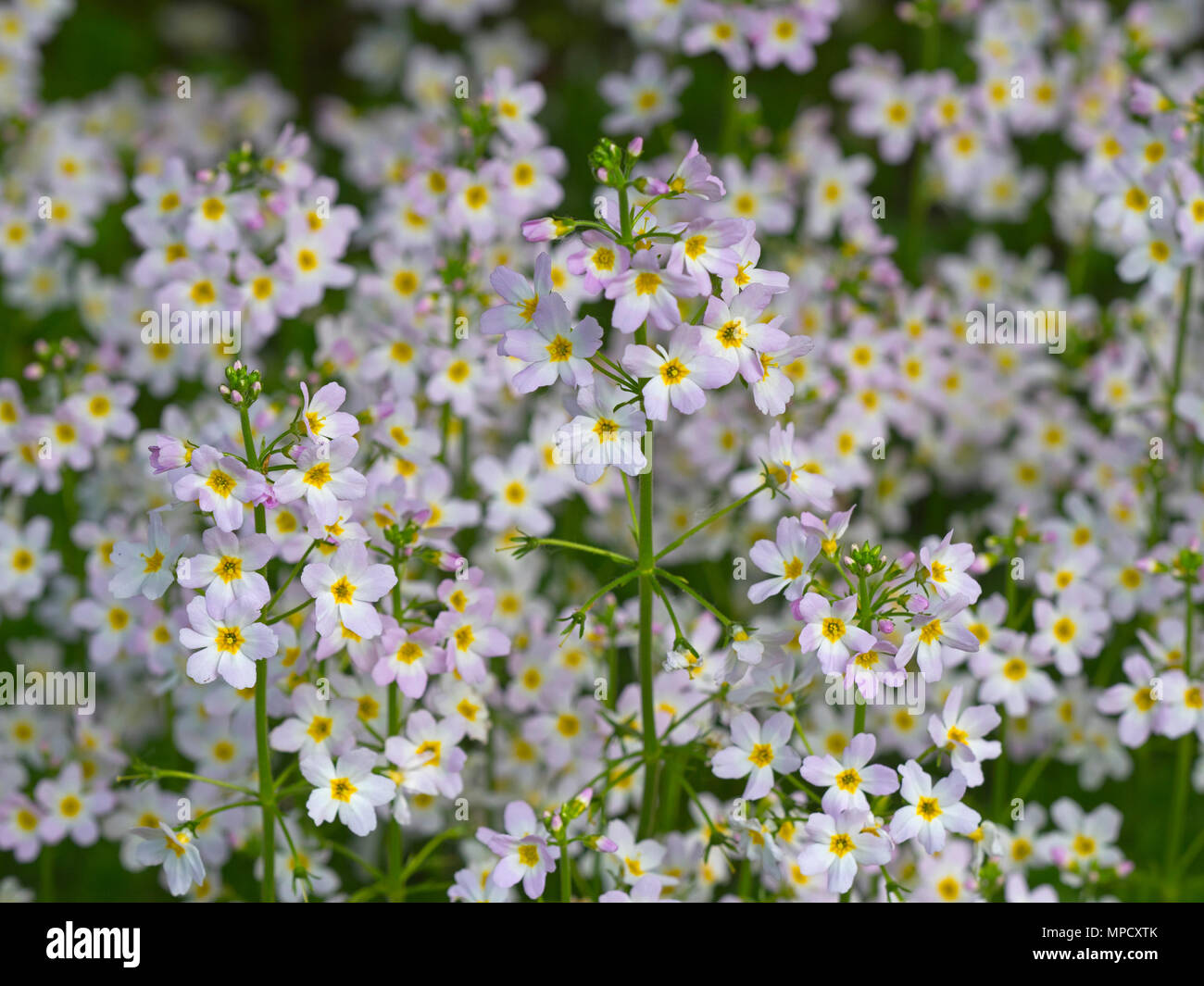 Water-violet Hottonia palustris County flower of Huntingdonshire Stock Photo