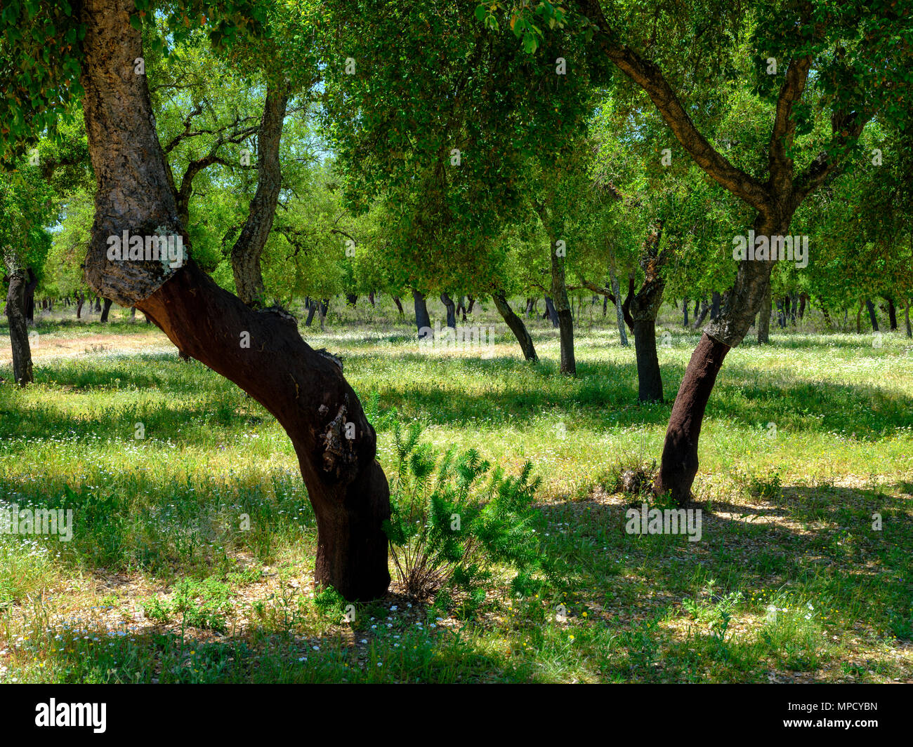 View of cork trees within a shady glade outside the town of El